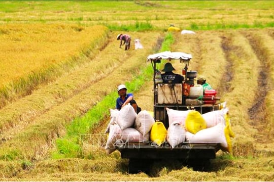 Giá lúa gạo hôm nay 20/6/2025: Giá lúa giảm nhẹ