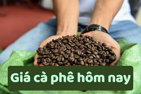 Giá cà phê hôm nay 21/6/2025: Rớt giá bất thường?