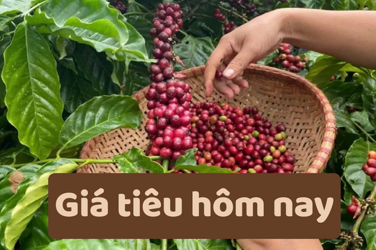 Giá tiêu hôm nay 21/6/2025: Tiếp tục rớt giá mạnh