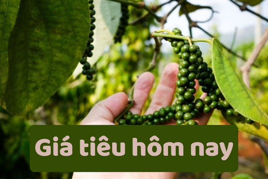 Giá tiêu hôm nay 22/6/2025: Đi ngang cuối tuần