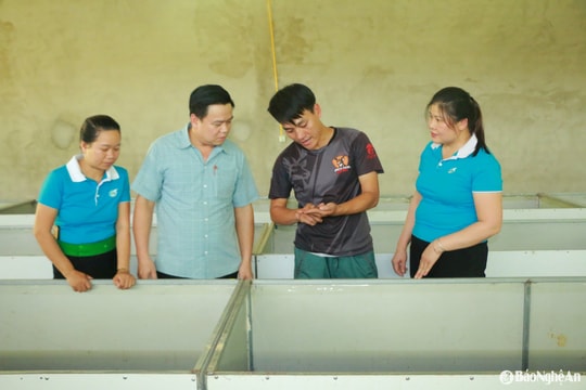 Sinh kế từ nuôi dế thương phẩm ở vùng cao Nghệ An