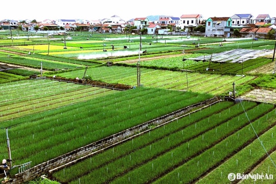 913 ha cây trồng ở Nghệ An đã được cấp mã số vùng trồng