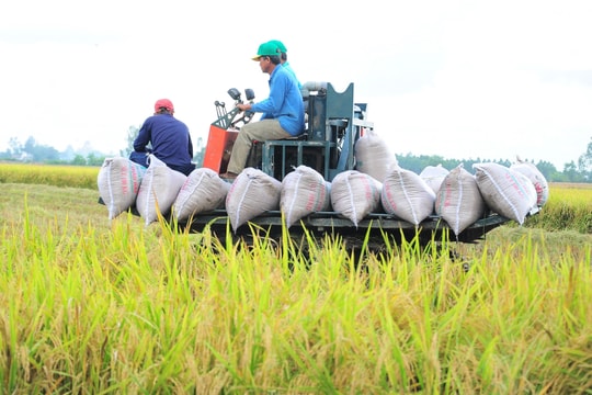Giá lúa gạo hôm nay 25/6: Biến động nhẹ, thị trường giao dịch trầm lắng
