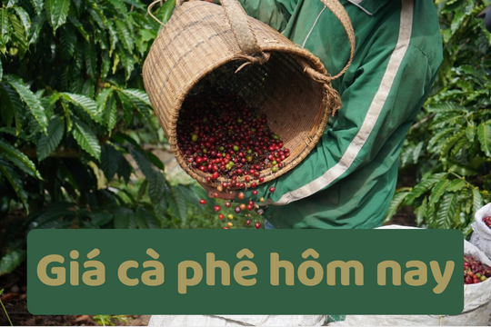 Giá cà phê hôm nay 23/6/2025: Mất mốc 100.000 đồng/kg