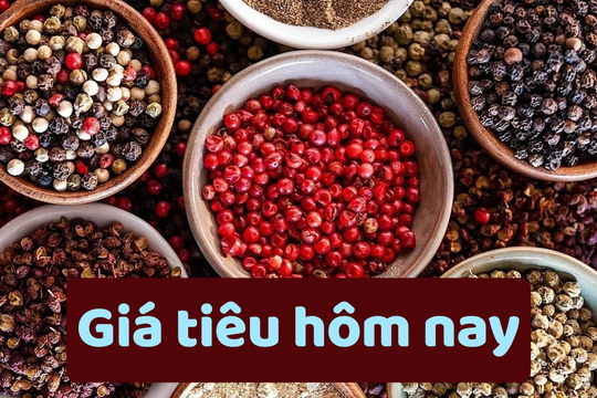 Giá tiêu hôm nay 23/6/2025: Mức thấp nhất trong 1 năm qua