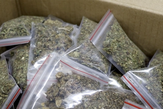 Triệt phá đường dây 600kg ma túy cần sa trên không gian mạng