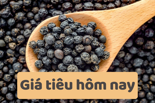 Giá tiêu hôm nay 24/6/2025: Dự báo giảm tiếp trong tuần