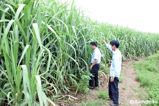 Cán bộ kỹ thuật Công ty Mía đường Sông Con cùng nông dân xuống đồng chăm sóc vùng nguyên liệu