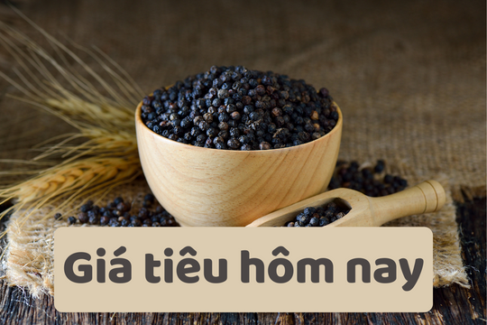 Giá tiêu hôm nay 25/6/2025: Giữ giá mức thấp