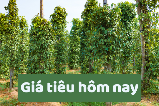 Giá tiêu hôm nay 27/6/2025: Tiếp tục tăng mạnh