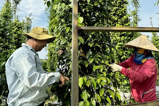 Giá tiêu hôm nay 28/6/2025: Tăng nhẹ rải rác