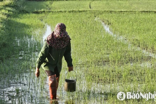 Ốc bươu vàng nhiều, nông dân Nghệ An bám đồng cứu lúa