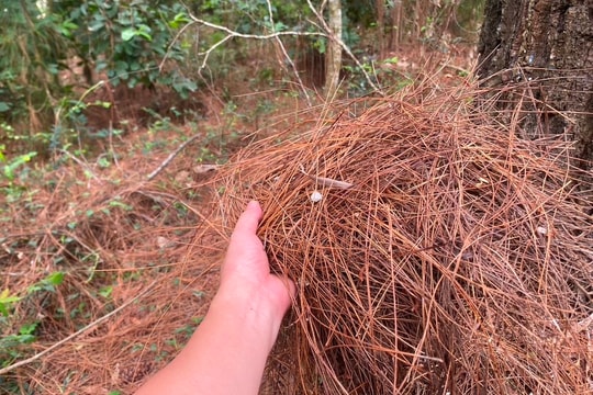 Nhiều diện tích thực bì ở Nghệ An chưa được xử lý triệt để, nguy cơ cháy rừng thông tăng cao