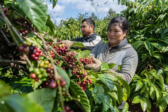 Giá cà phê hôm nay 29/6/2025: Tiếp đà tăng nhẹ