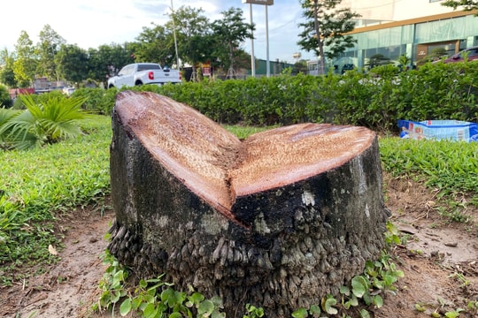 Hàng trăm cây cau vua trên Đại lộ Lê Nin bị chặt bỏ, cơ quan chức năng nói gì?