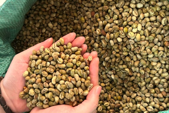 Giá cà phê hôm nay 30/6/2025: Giảm 9 tuần liên tiếp