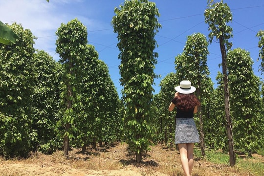 Giá tiêu hôm nay 30/6/2025: Trong nước tăng ngược dòng xuất khẩu