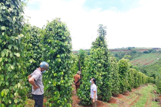 Giá tiêu hôm nay 2/7/2025: Tiếp tục tăng mạnh