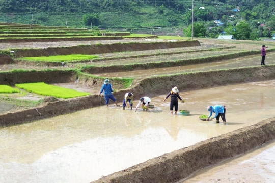 Bà con rẻo cao Nghệ An tranh thủ từng cơn mưa, xuống đồng gieo cấy lúa mùa