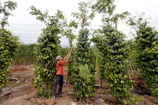 Giá tiêu hôm nay 4/7/2025: Quay đầu giảm mạnh