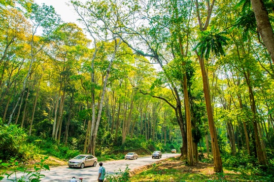 Nghệ An: Nguồn thu dịch vụ môi trường rừng và dự án thoả thuận chi trả giảm phát thải khí nhà kính vùng Bắc Trung Bộ hỗ trợ tích cực vào phát triển rừng bền vững