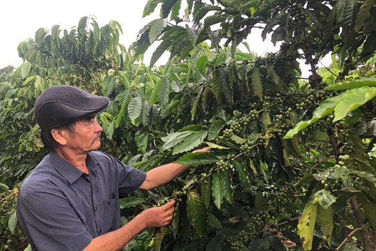 Giá cà phê hôm nay 6/7/2025: Tiếp tục tăng giá