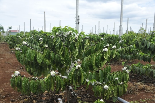 Giá cà phê hôm nay 7/7/2025: Lấy lại đà tăng