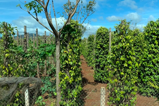 Giá tiêu hôm nay 7/7/2025: Giữ giá mức cao