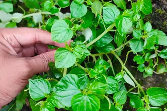 Việt Nam: Nghề tay trái hái lá cây trên hàng rào, thu hàng triệu đồng chỉ sau 2 tháng