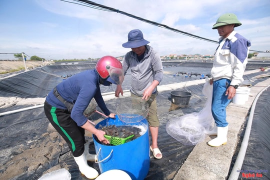 Thời tiết cực đoan, nông dân Nghệ An thu hoạch tôm non gỡ vốn