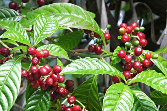 Giá cà phê hôm nay 9/7/2025: Giảm mạnh chạm đáy