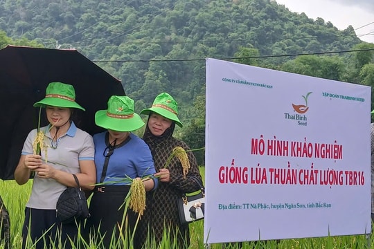 Trình làng giống lúa Japonica mới từ ThaiBinh Seed: TBR16
