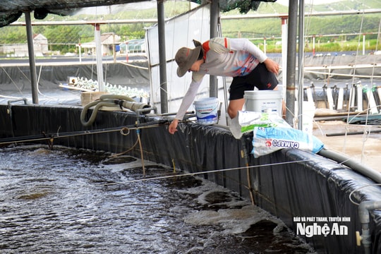 Đầu tư nhà lưới, người nuôi tôm Nghệ An thích ứng với thời tiết nắng nóng