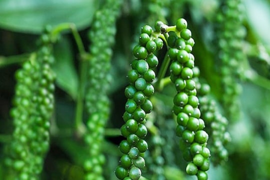 Giá tiêu hôm nay 10/7/2025: Giữ giá không đổi