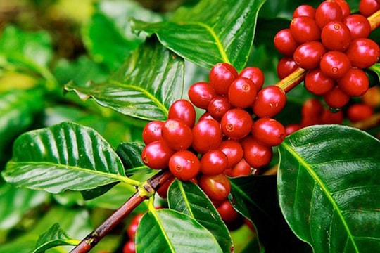 Giá cà phê hôm nay 11/7/2025: Giảm trở lại xuống mức thấp nhất 1,5 tuần