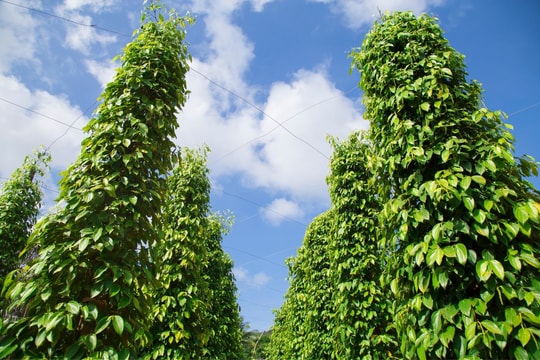 Giá tiêu hôm nay 11/7/2025: Một nơi duy nhất giảm giá