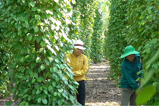 Giá tiêu hôm nay 13/7: Đang ở mức cao, nông dân nên bán ngay để được giá