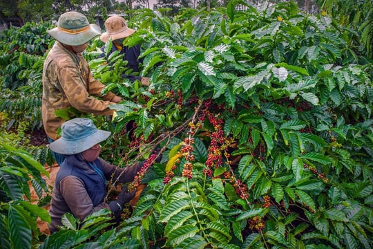 Giá cà phê hôm nay 14/7: Giảm chạm đáy 16 tháng, thuế quan 50% của Mỹ gây sốc cho giá cà phê Brazil