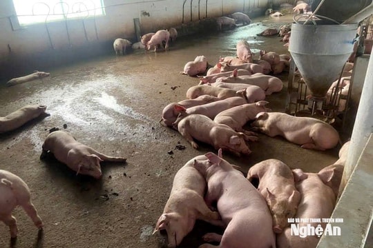 Dịch tả lợn châu Phi bùng phát ở xã Hoa Quân (Nghệ An)
