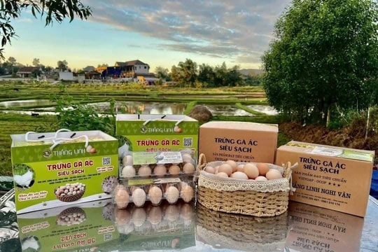 Gia trại sản xuất trứng gà ác chuẩn VietGAP quy mô lớn của Nghệ An