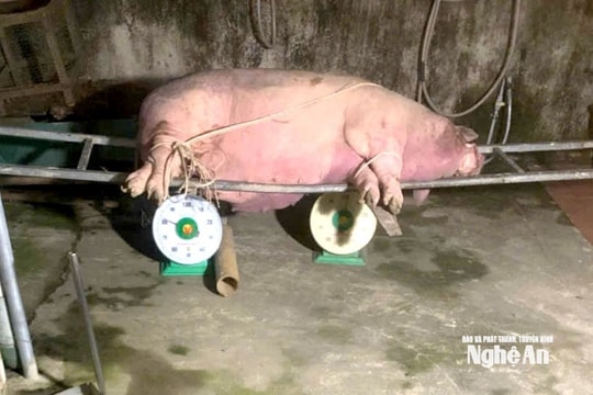 Nghệ An siết chặt các biện pháp phòng, chống dịch bệnh gia súc, gia cầm trong bối cảnh diễn biến phức tạp