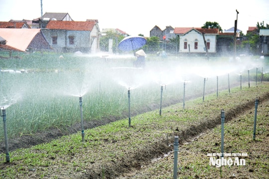 Cách nông dân Nghệ An làm 'mưa nhân tạo' giải nhiệt, cứu rau màu giữa cái nắng 40 độ C