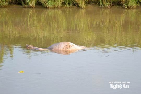 Tiếp diễn tình trạng vứt lợn chết ra môi trường và nguồn nước