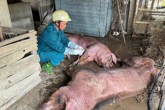 Xuất hiện tình trạng giấu dịch trong bối cảnh dịch tả lợn châu Phi có chiều hướng gia tăng