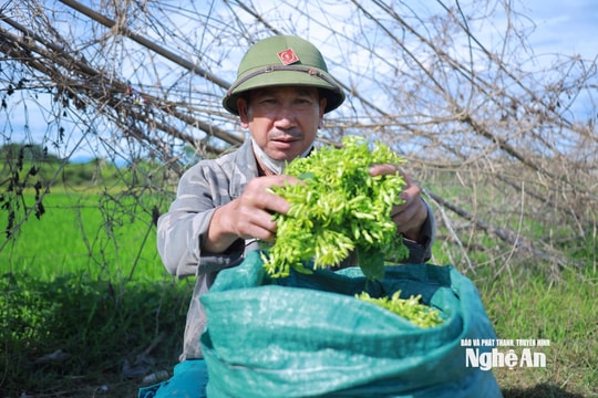 Liên tiếp mất mùa hoa thiên lý, người dân Đại Huệ (Nghệ An) đang thử nghiệm một hướng đi mới