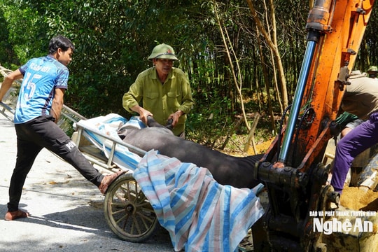Dịch tả lợn châu Phi tái bùng phát ở nhiều xã miền núi Nghệ An