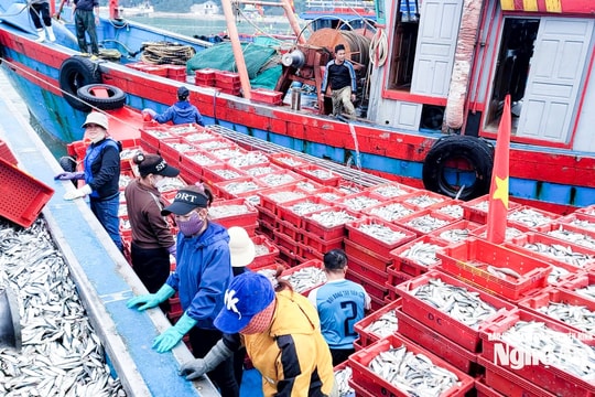 Ngư dân Nghệ An chủ động tiêu thụ hải sản, gia cố tàu thuyền trước bão số 3 WIPHA