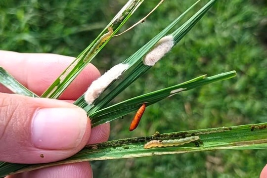 Nông dân Nghệ An dùng drone phun thuốc dập dịch sâu cuốn lá trên diện rộng