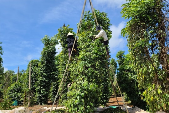 Giá tiêu hôm nay 20/7/2025: Dự kiến biến động nhẹ