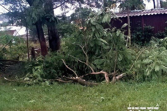 Một người đàn ông tử vong do bị cành cây rơi trúng trong mưa